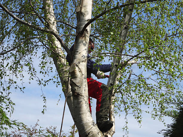 How Our Tree Care Process Works  in  Del Mar, CA